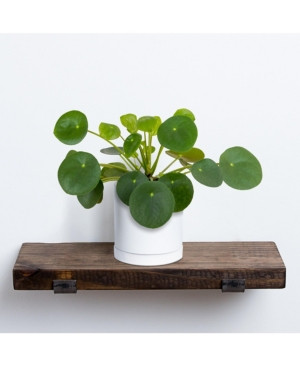 Live Pilea Plant in 5" Ceramic Pot, White | Macys (US)