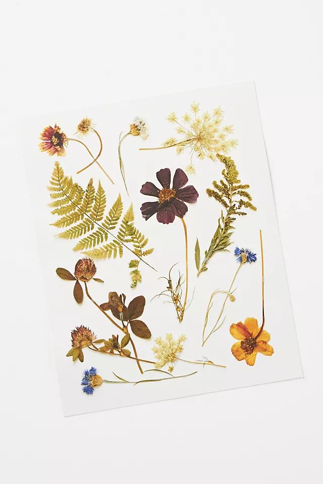Pressed Wildflower Art Print | Anthropologie (US)