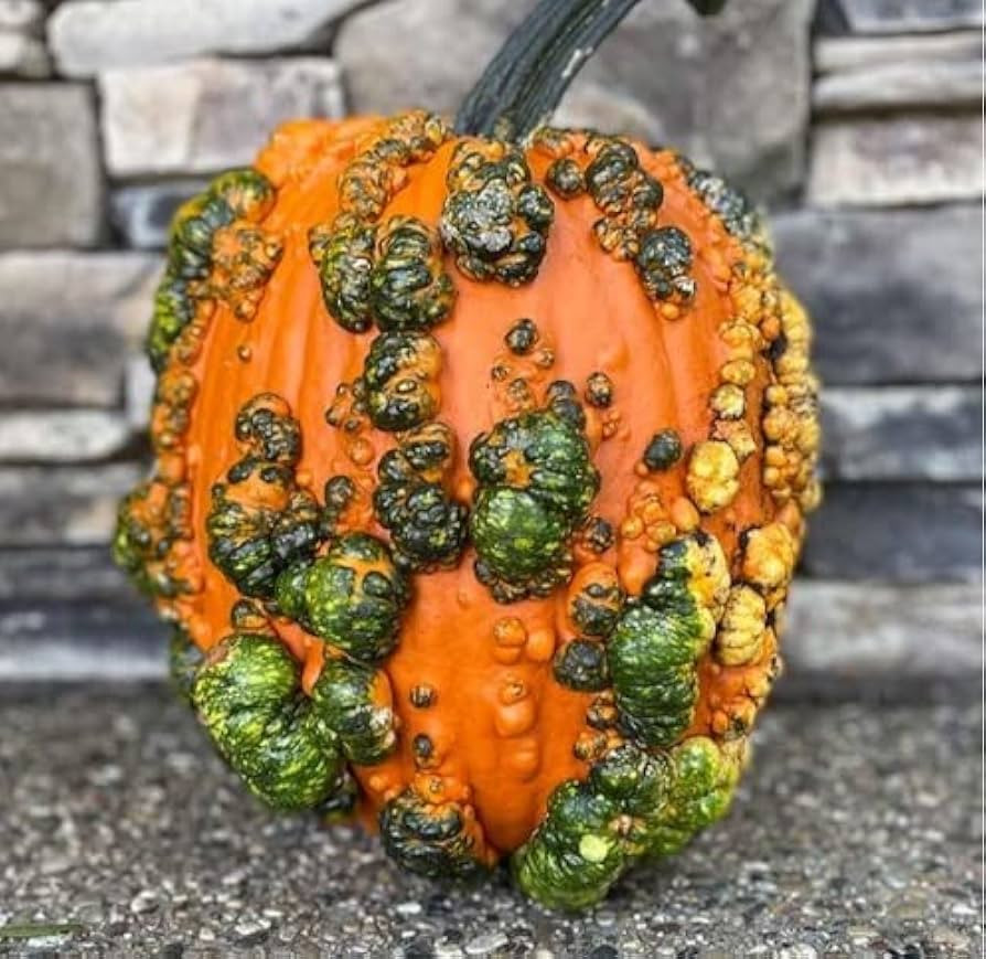 Scarface Pumpkin Seeds for Planting (10 Seeds) | Amazon (US)