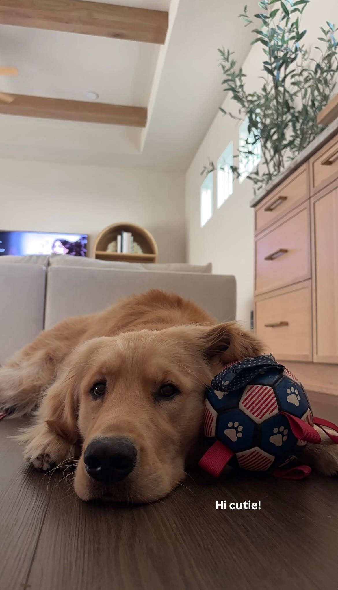 Found a couple of USA-themed dog toys similar to Jax’s! 

#LTKdayinmylife