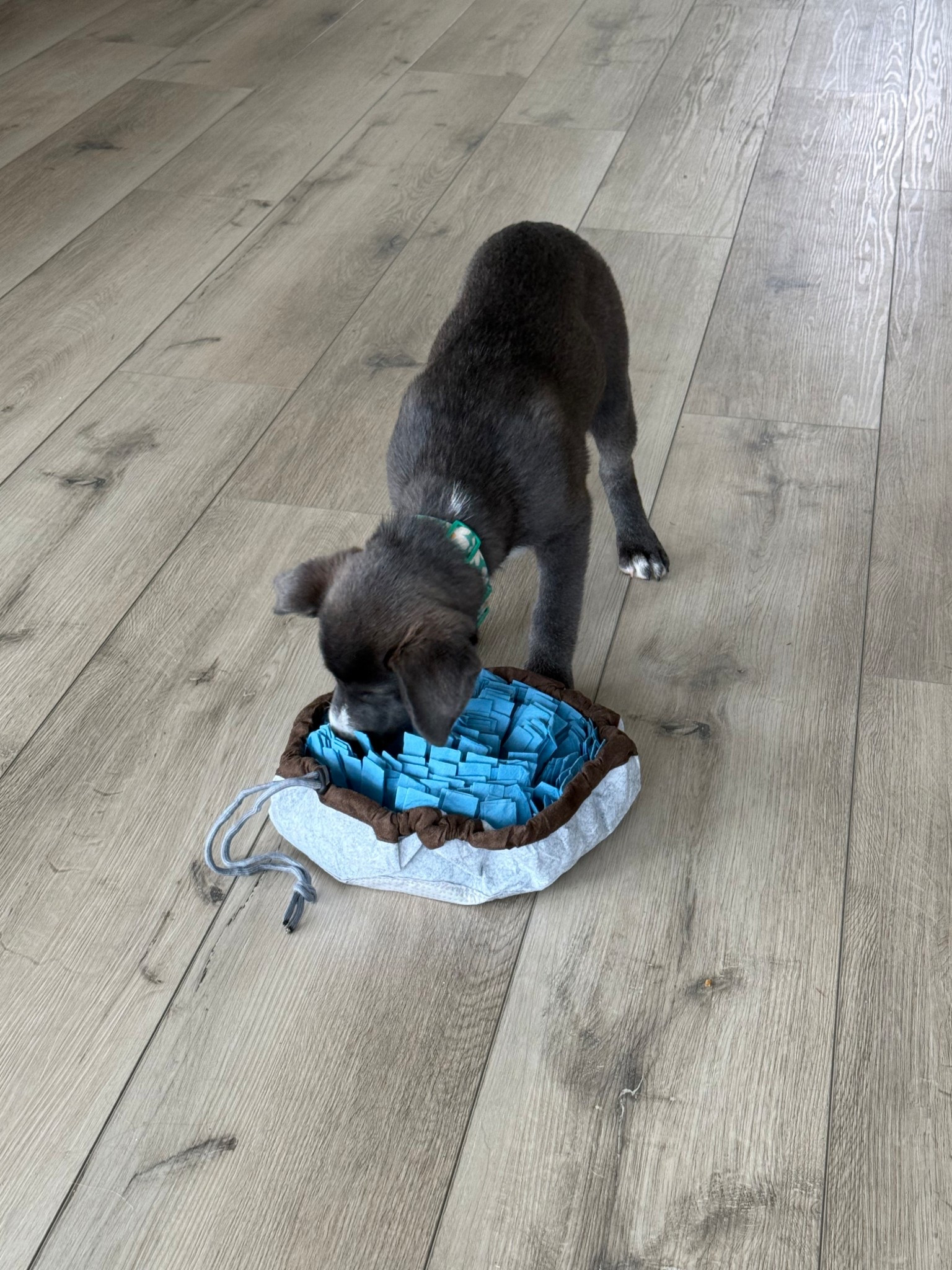 Our smart puppy is loving her new snuffle mat to keep her mind and body stimulated when she has a lot of energy! 

#LTKdayinmylife #LTKHome #LTKmomlife