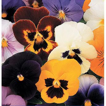 Lowe's Multicolor Pansy in 1.5-Gallons Hanging Basket | Lowe's