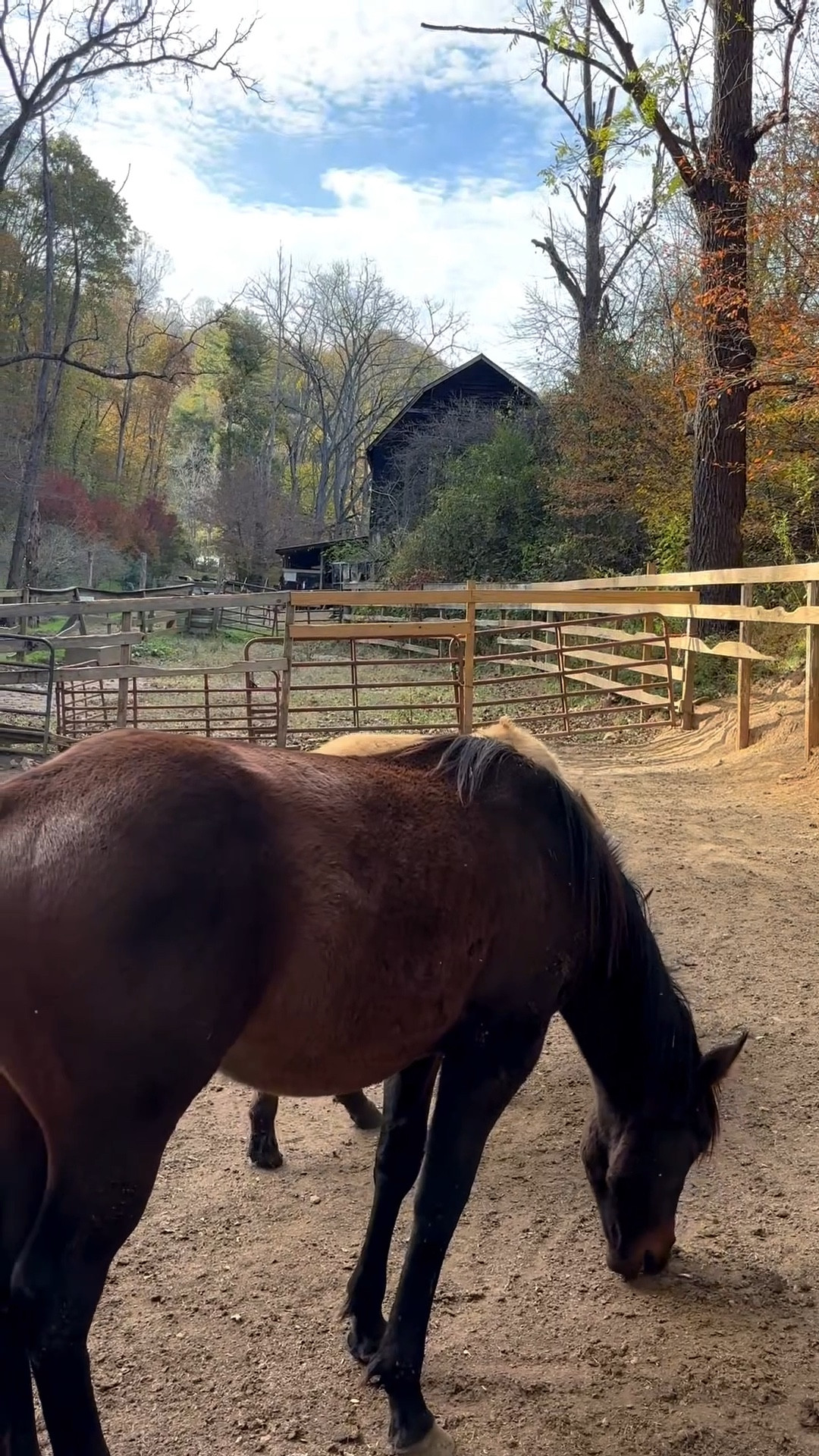 Living in answered prayers and my dream life ♥️🐴

#LTKTravel #LTKSeasonal #LTKPets