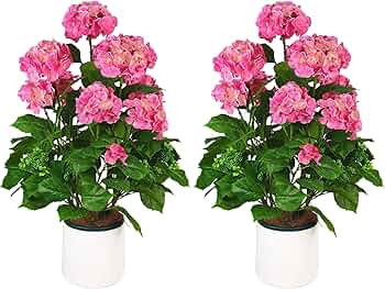 QIANYUN Artificial Hydrangea Topiary - 3FT Silk Flowers Pre-Assembled Bouquet Potted Bushes, UV R... | Amazon (US)
