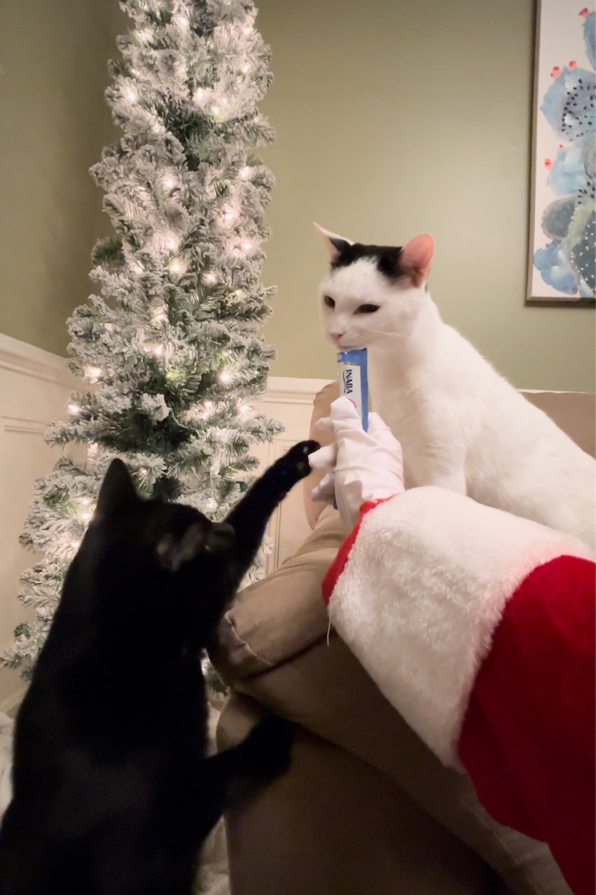 Make this the year you capture footage of Santa feeding treats to your pets! 🎅🐾