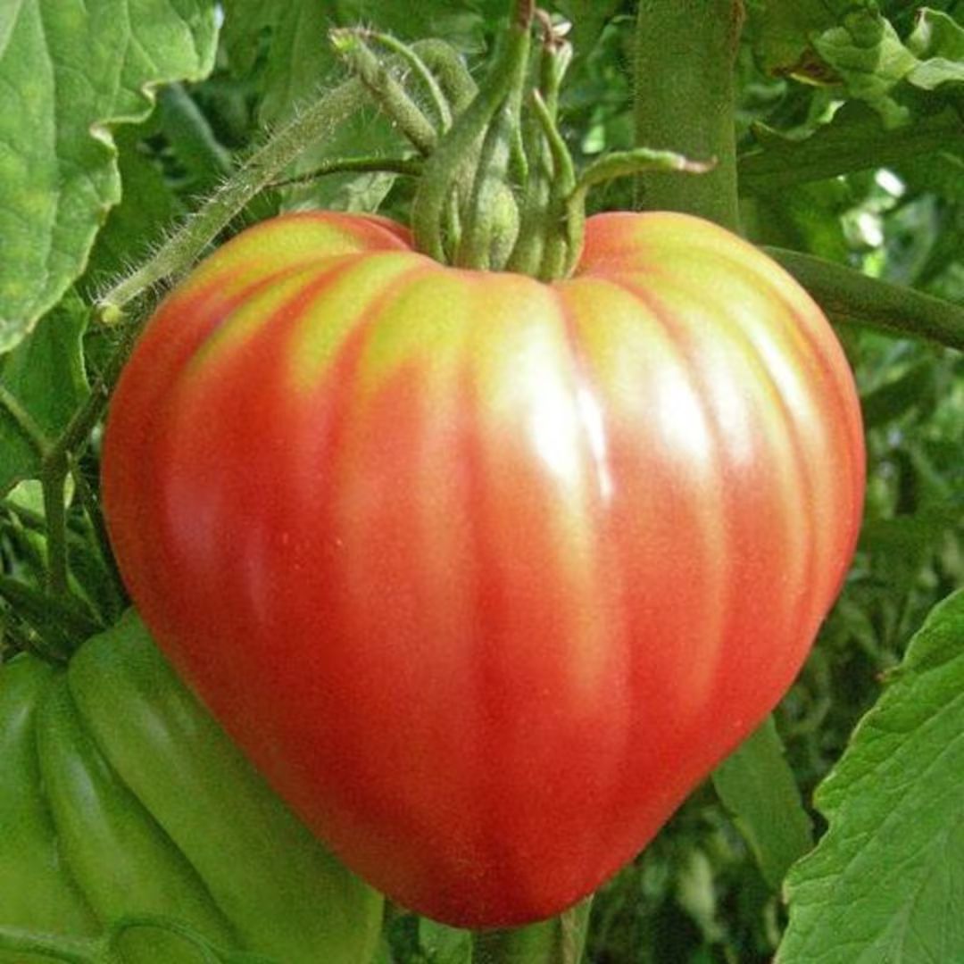 USA SELLER Giant Oxheart Tomato 25 seeds HEIRLOOM | Etsy (US)