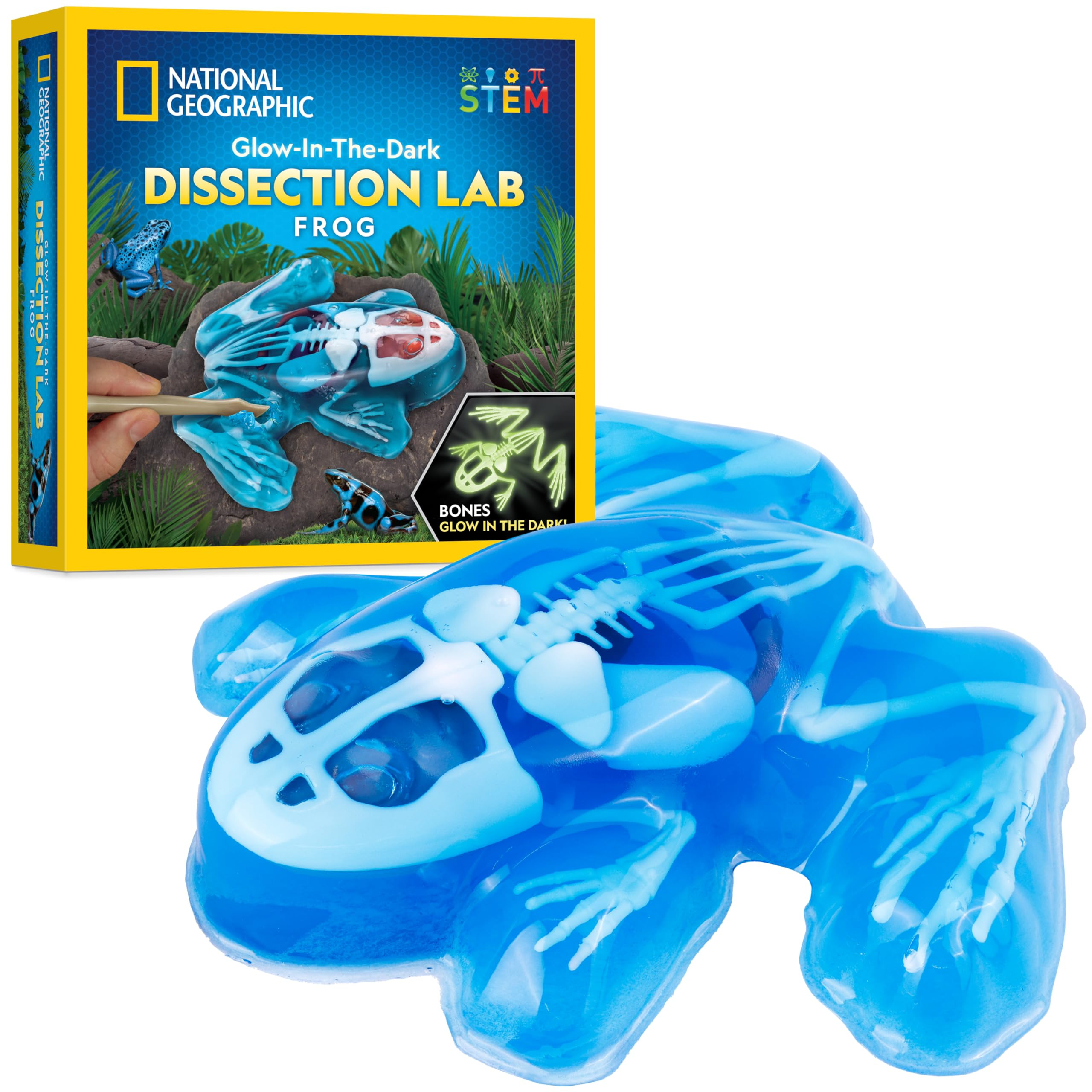 NATIONAL GEOGRAPHIC Frog Dissection Kit Anatomy Lab - Glow in the Dark Synthetic Frog Dissecting ... | Amazon (US)