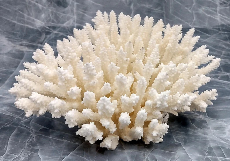 White Table Coral Large Cluster (1 coral approx. 7-10 inches) White Corals great for coastal disp... | Etsy (US)
