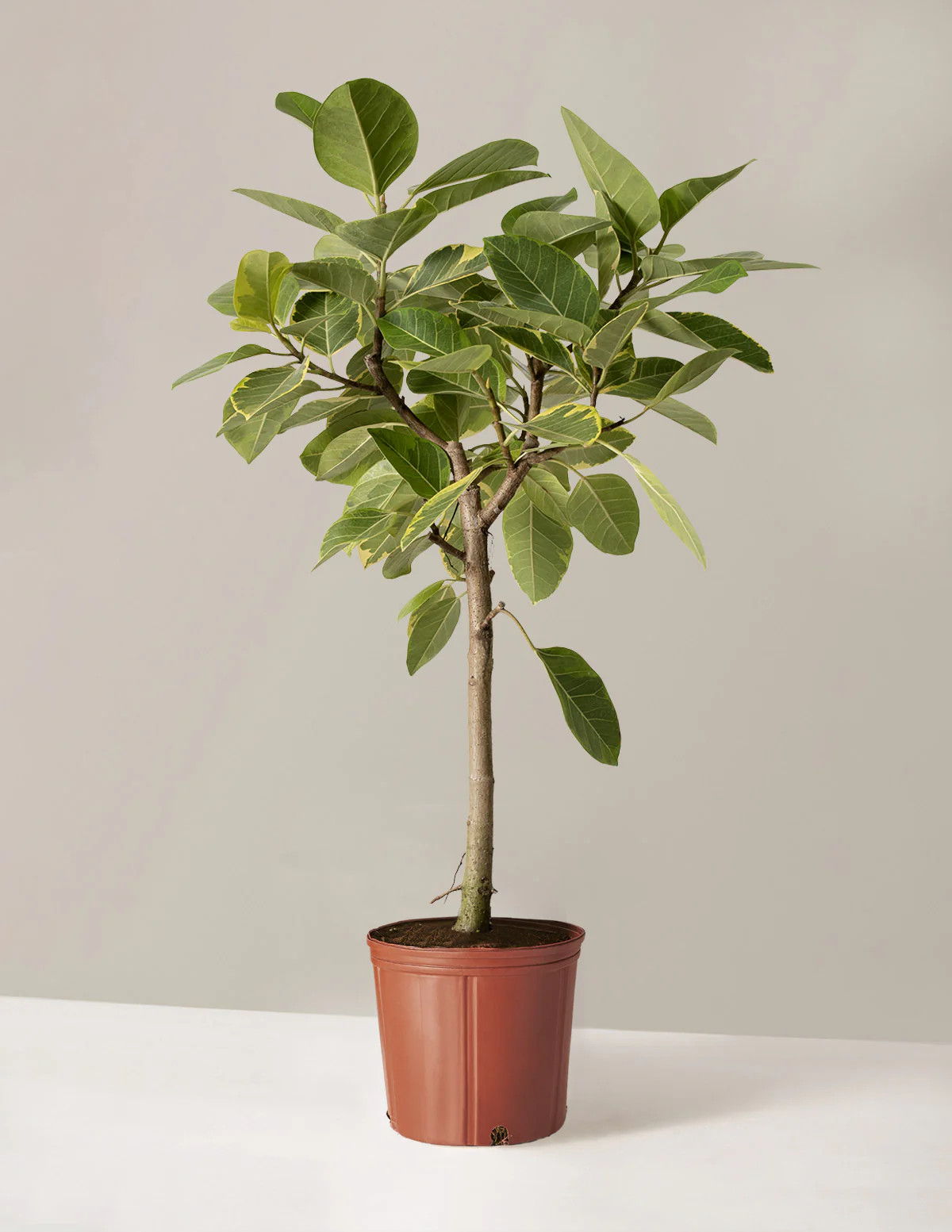 Large Ficus Altissima Tree | The Sill