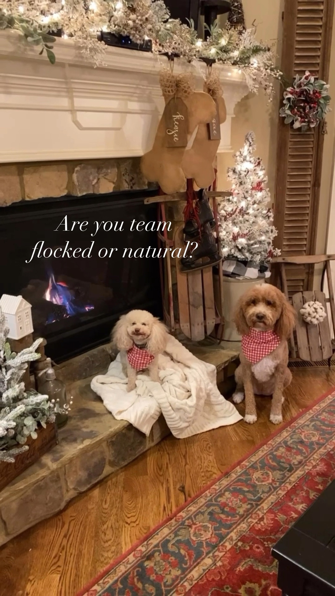 Are you team flocked or natural? 

I love both, but the last couple of years I’ve leaned towards the natural look. 

Either way the twinkling lights bring so much Christmas joy! 

#thesassyoak #christmasdecor #christmasdecorations #christmasdecoration #christmasdecorideas #christmasdecorideas #christmasdecorinspo #flocked #woodlandchristmas #targethome #mixerofstyles #amazonhome #cozyhome 


#LTKHome #LTKHoliday #LTKWatchNow