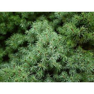 Online Orchards 1 Gal. Dwarf Alberta Spruce Shrub Aromatic and Soft Evergreen Foliage, Almost no ... | The Home Depot