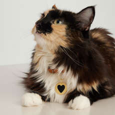 Round Heart Pet Tag : Handcrafted in 24k Gold Plated Stainless Steel | Mejuri | Mejuri (Global)