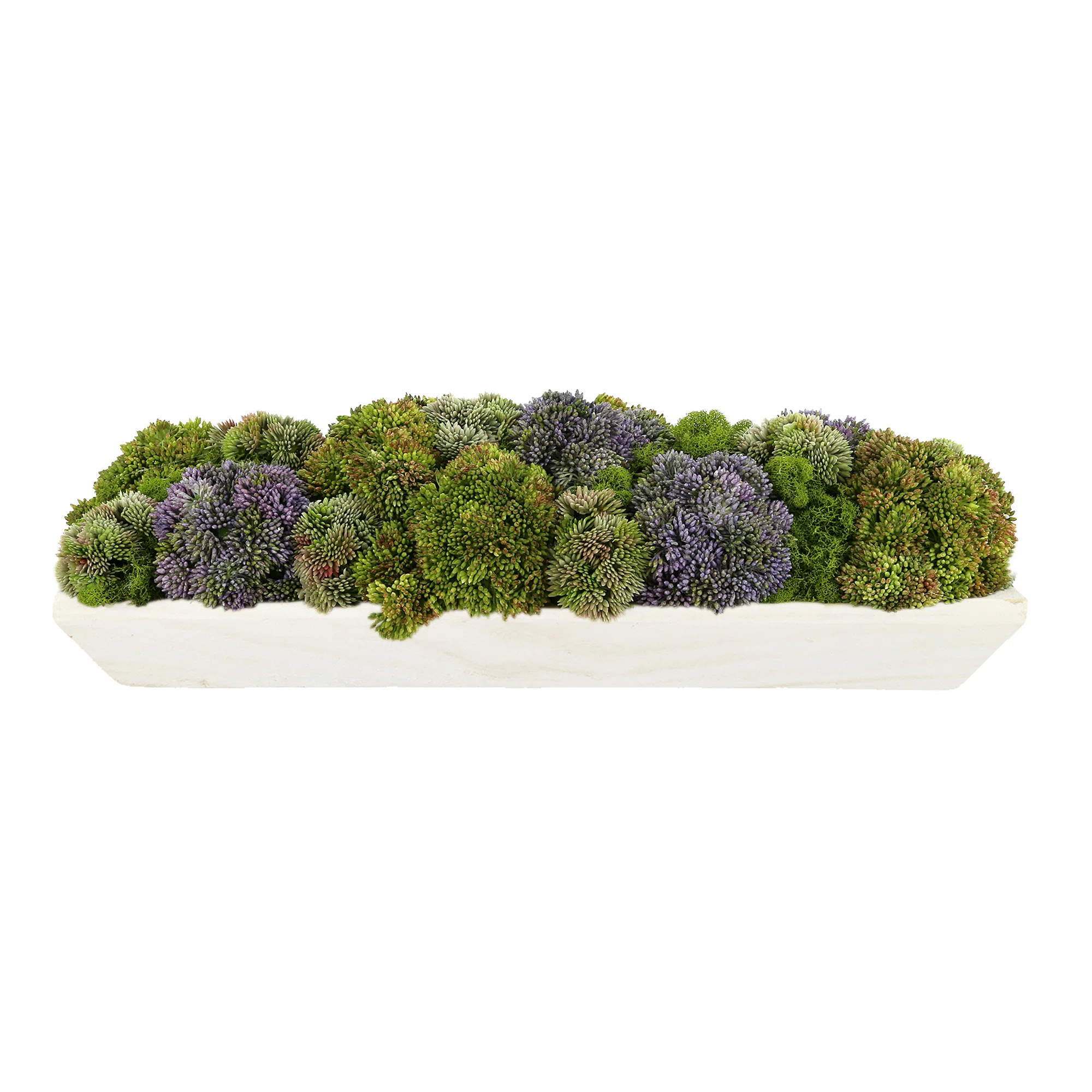 Assorted Sedum and Moss Arranged in Wood Planter | Wayfair North America