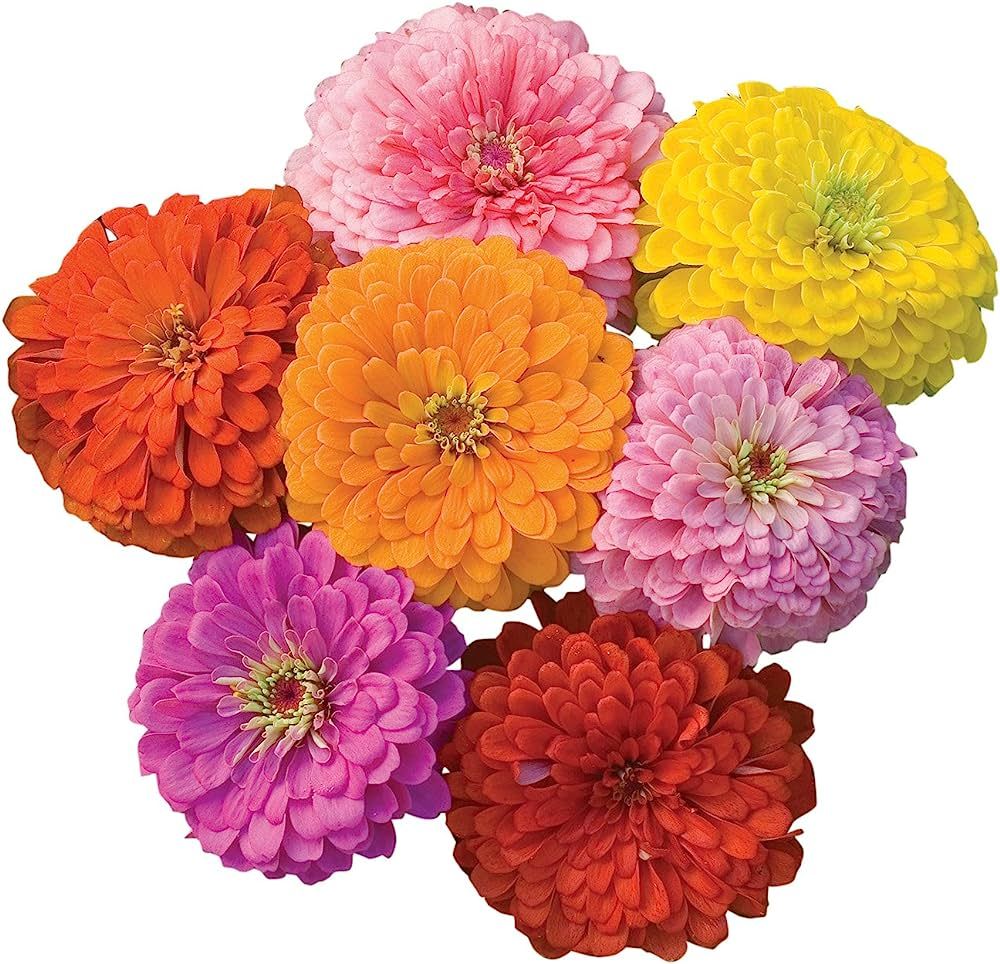 Burpee Giant Flowered Mixed Colors Zinnia Seeds 375 seeds | Amazon (US)