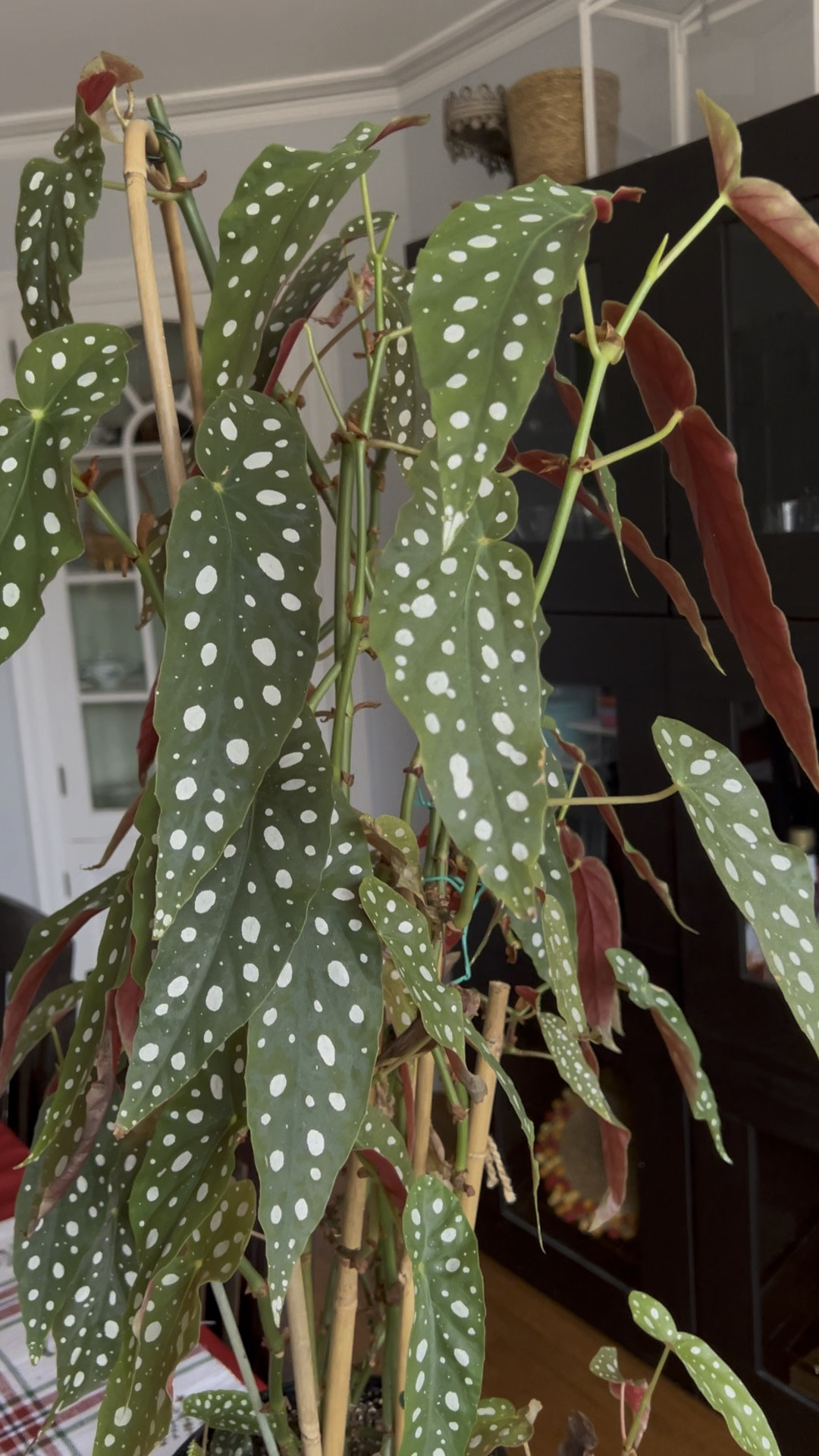 Poka dot Begonia is a gorgeous easy to grow houseplant! You can let it grow tall to fit in a corner space or keep it pruned in a shrub like shape! 

#LTKhome #LTKGiftGuide #LTKVideo