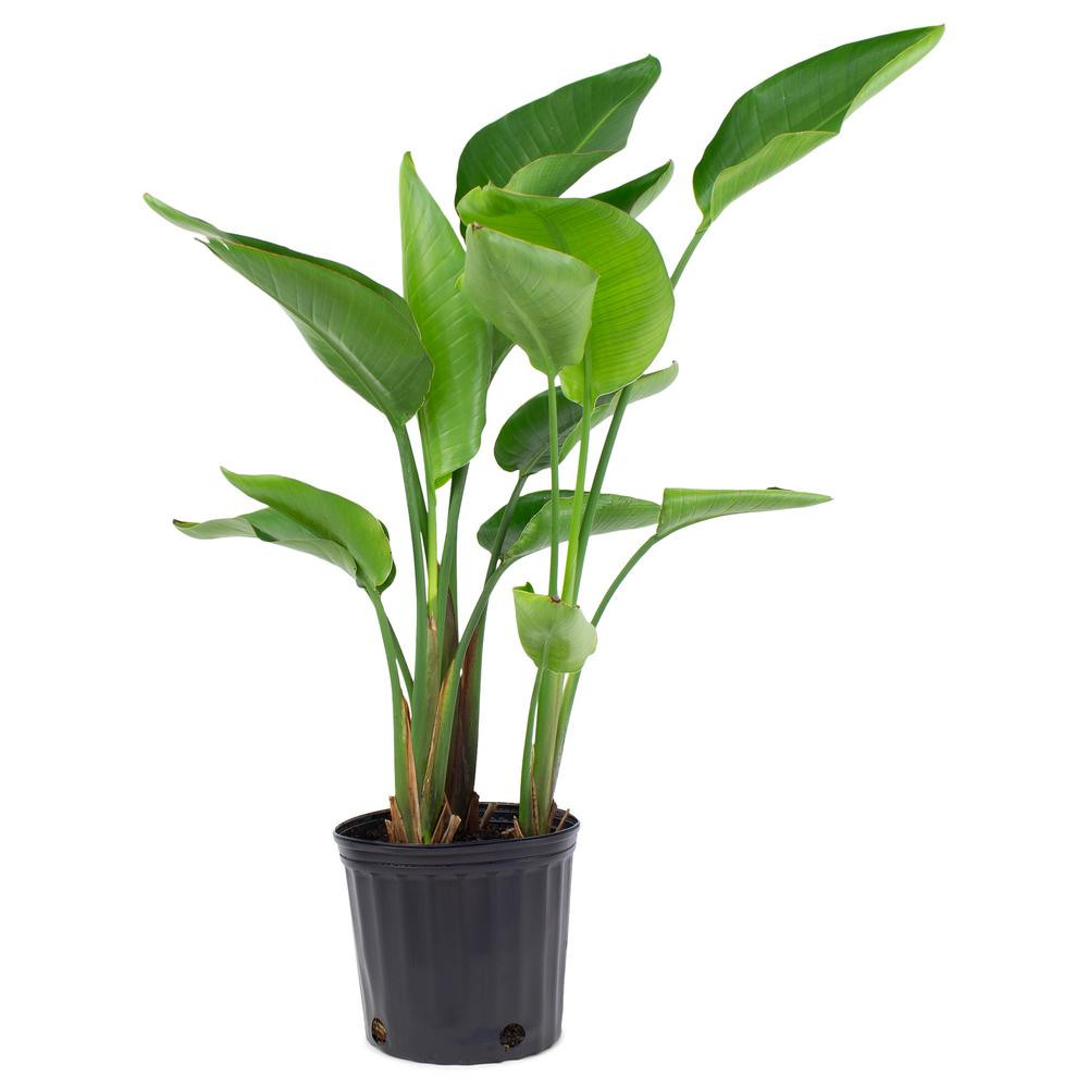 Pure Beauty Farms Bird of Paradise Plant White Flower in 9.25 In. Grower Pot DC10BIRDWHI - The Ho... | The Home Depot