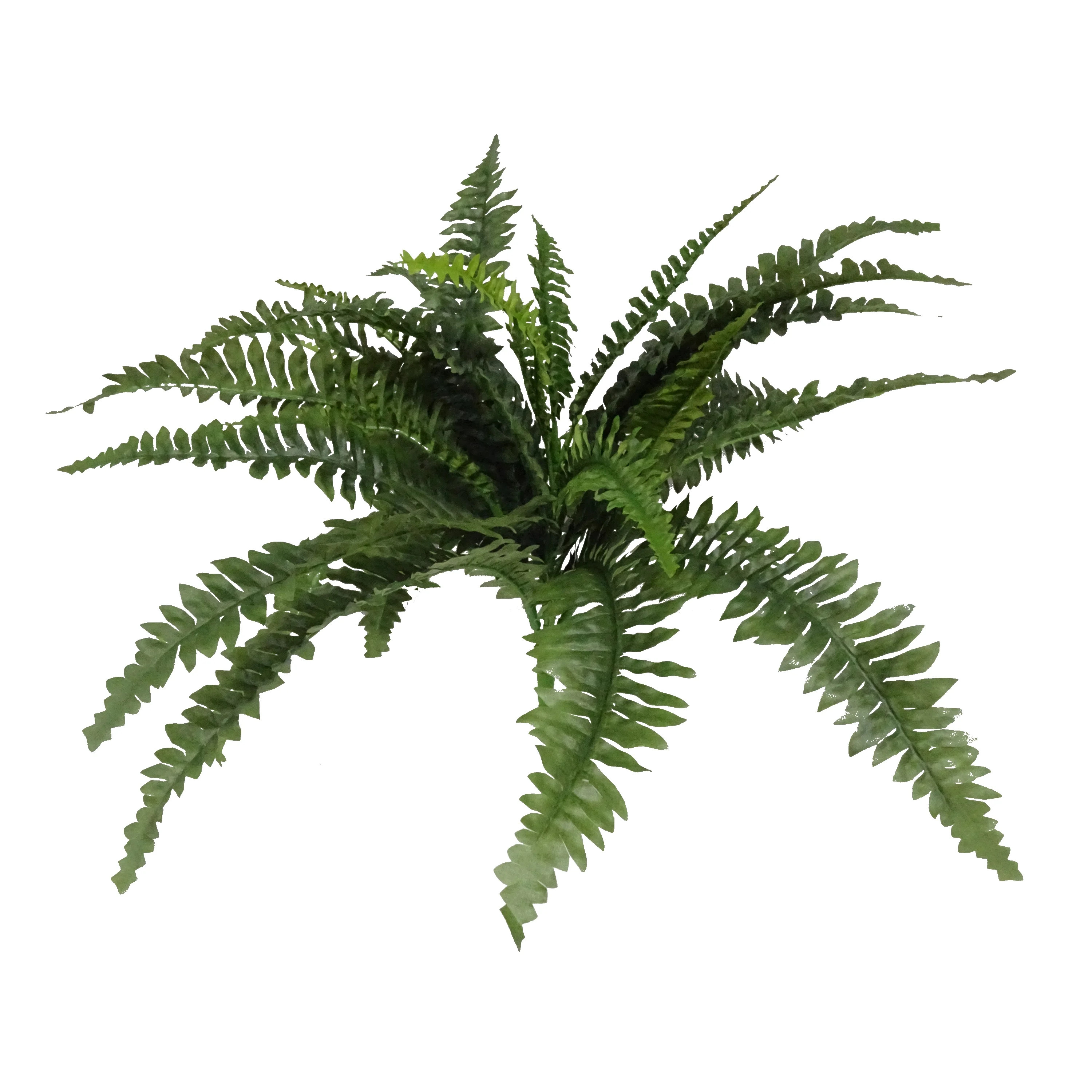 Large Fern, 1 Each | Walmart (US)
