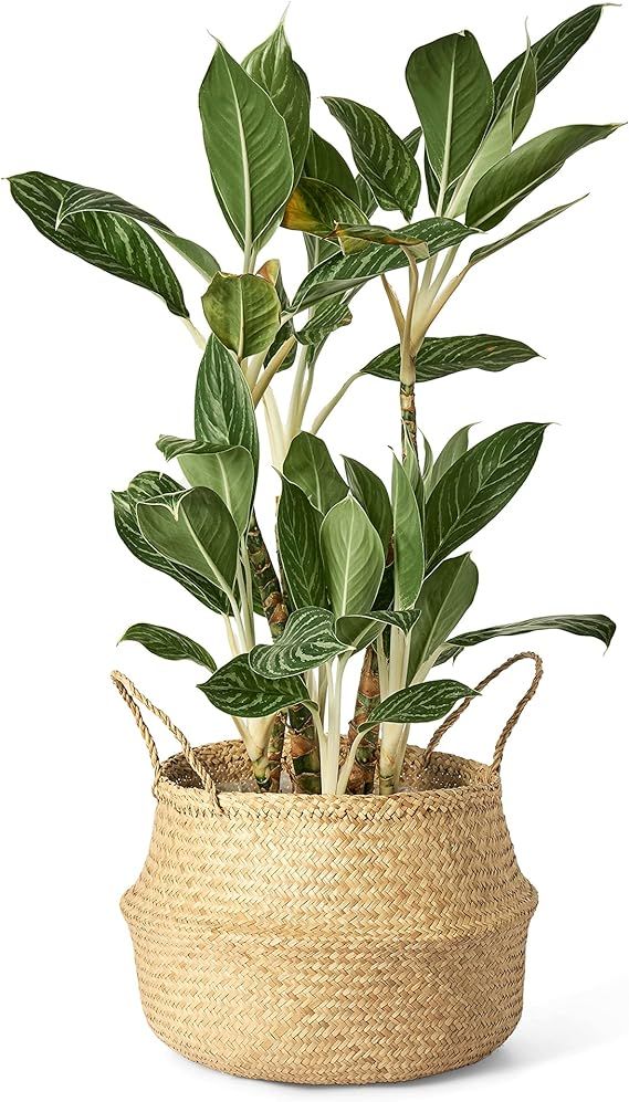 Artera Woven Seagrass Plant Basket - Wicker Belly Basket Planter Indoor with Plastic Liner and Ha... | Amazon (US)