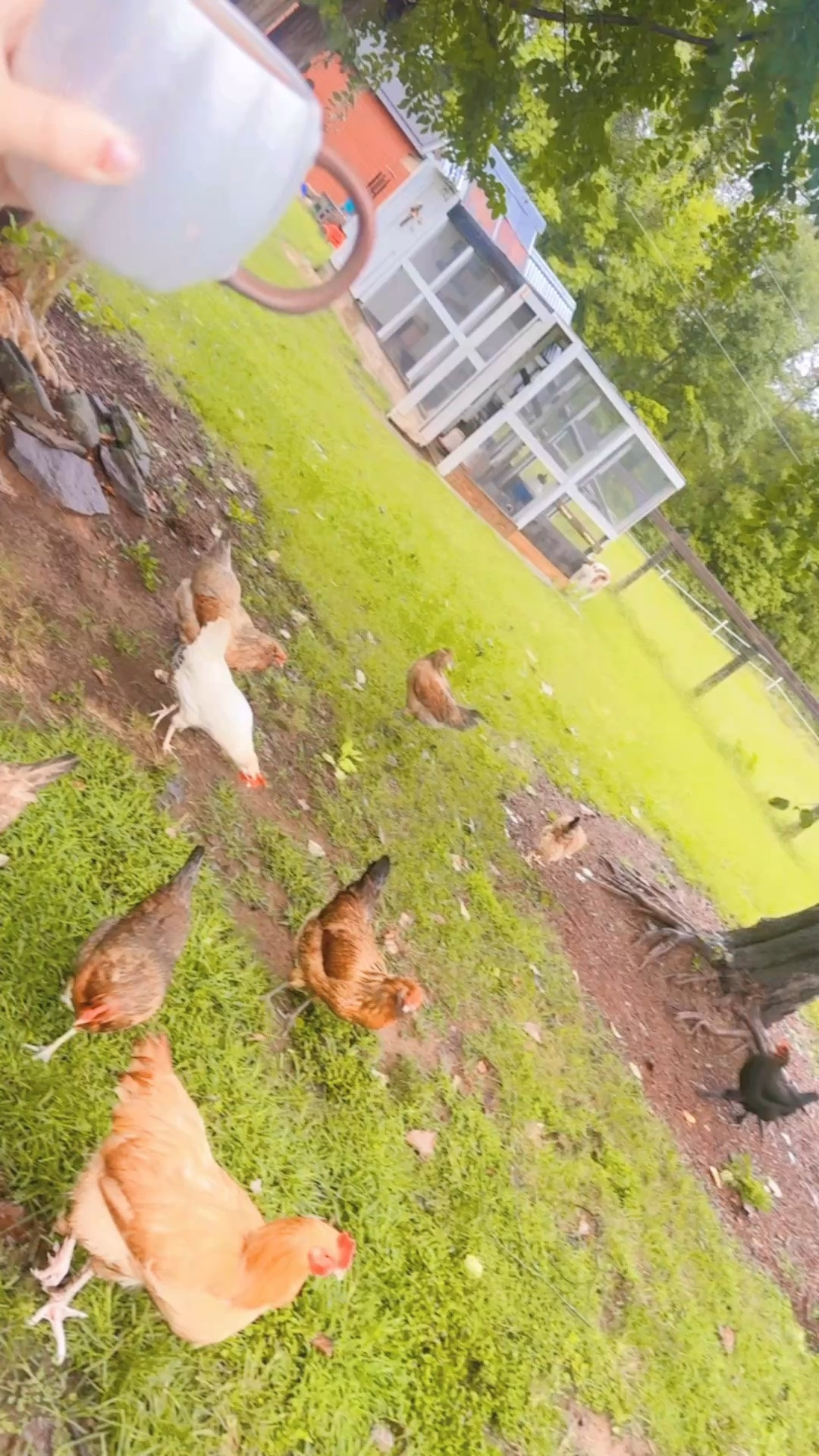 Ohhhh how I love a slow and cozy lil’ rainy ☔️ fall 🍁 is in the air 🍂 mornin’ ☕️ here on the farm!! 🐓🌾