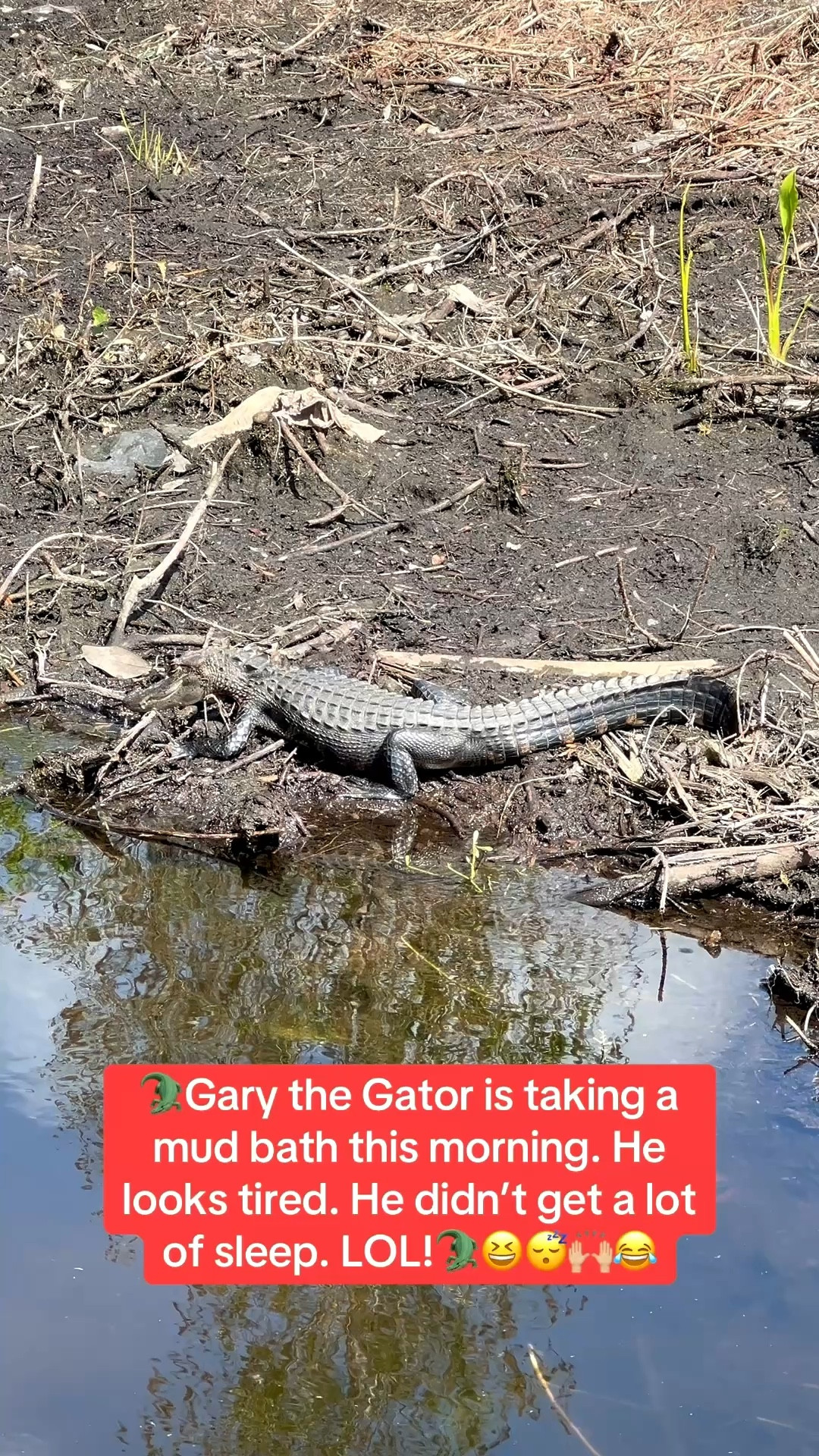 🐊Enjoyed my morning walk in my Hoka sneakers. I came across Gary the Gator. He was out of the water and enjoying a mud bath in Tampa, Florida.🐊🤣🙌🏼 Classic!

#LTKSeasonal #LTKfitnessgoals #LTKU #LTKTravel #LTKgrwm #LTKootd #LTKActive #LTKSwim #LTKFestival #LTKdayinmylife #LTKvlog
