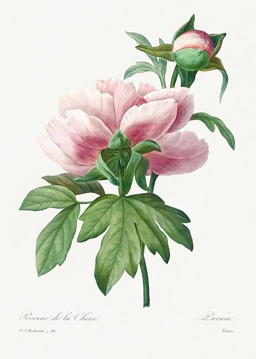 Eurisko Studios Botanical Plant Print - Pink Peony by Pierre Joseph Redoute Art Print | Amazon (US)
