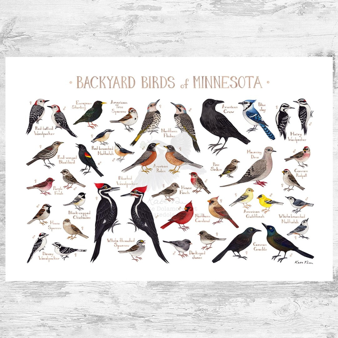 Minnesota Backyard Birds Field Guide Art Print / Watercolor Painting Print / Birdwatching Wall Ar... | Etsy (US)