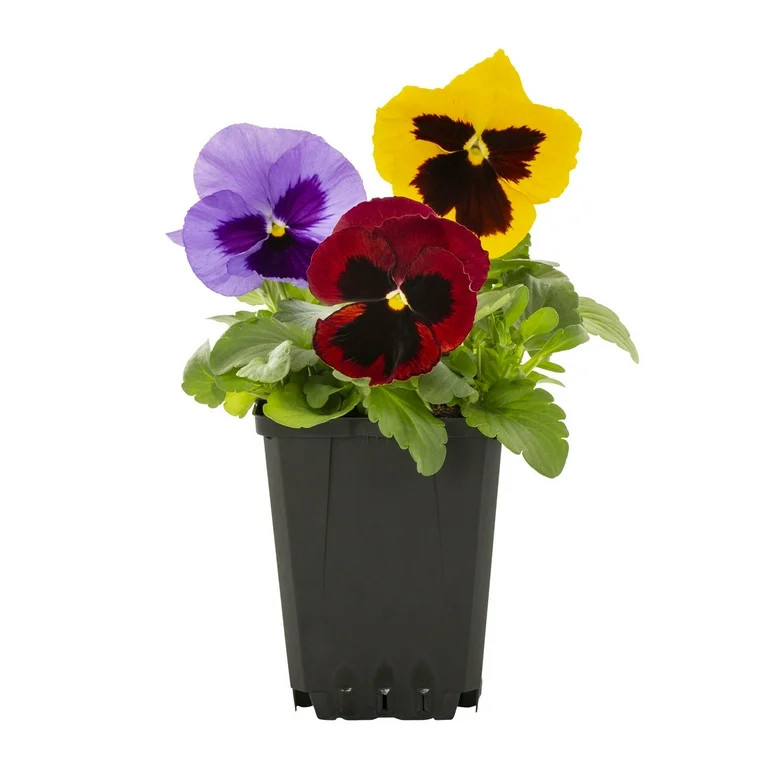 Expert Gardener 1PT Multicolor Blotch Pansy Live Annual Plant Sun 6-Pack | Walmart (US)