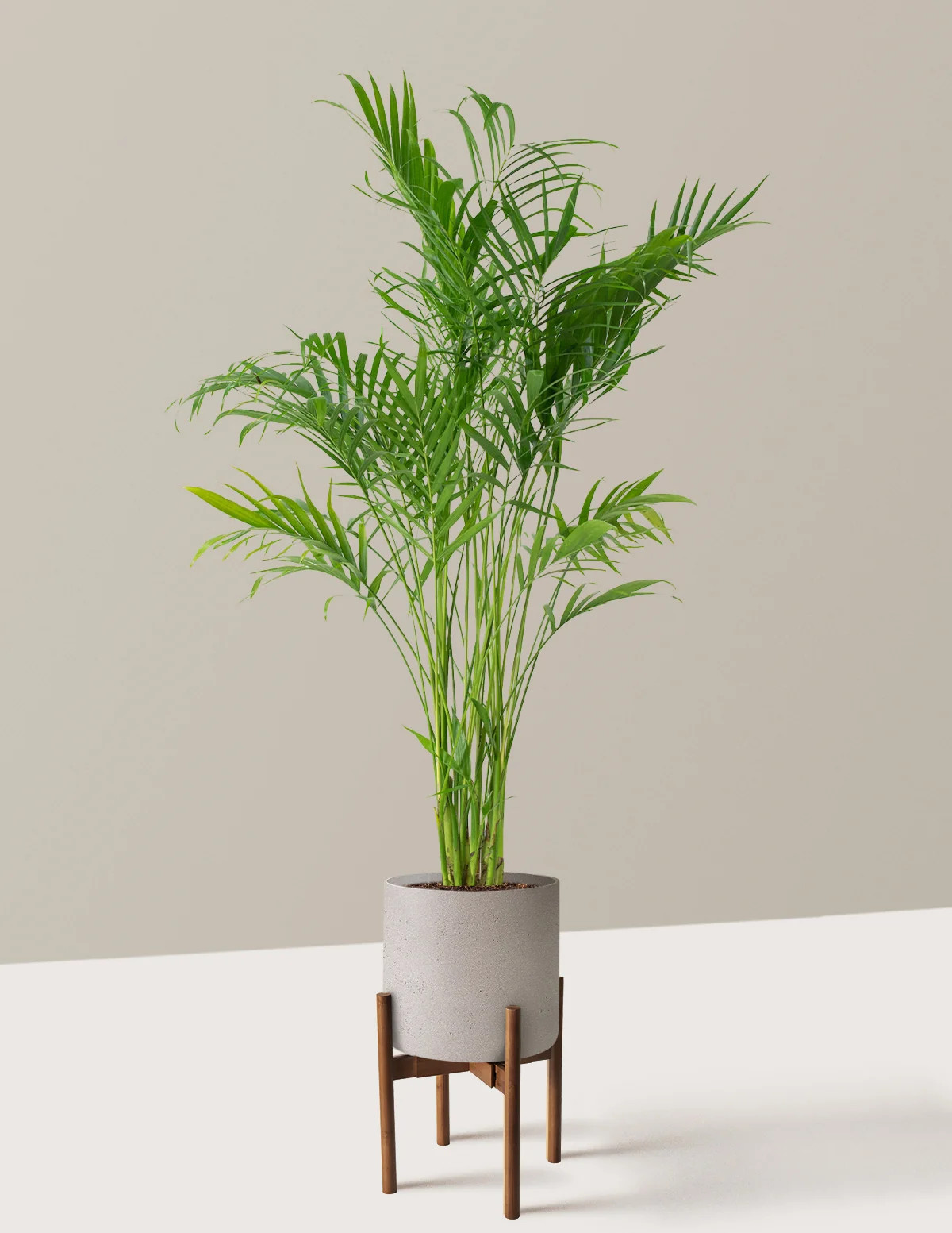 Large Cat Palm | The Sill