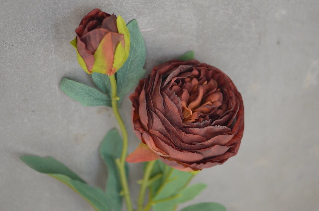 25.5" Tall, Dark Brown Dried Look Artificial Peonies, Faux Cabbage Peony Roses in Boho Brown, Fal... | Etsy (US)