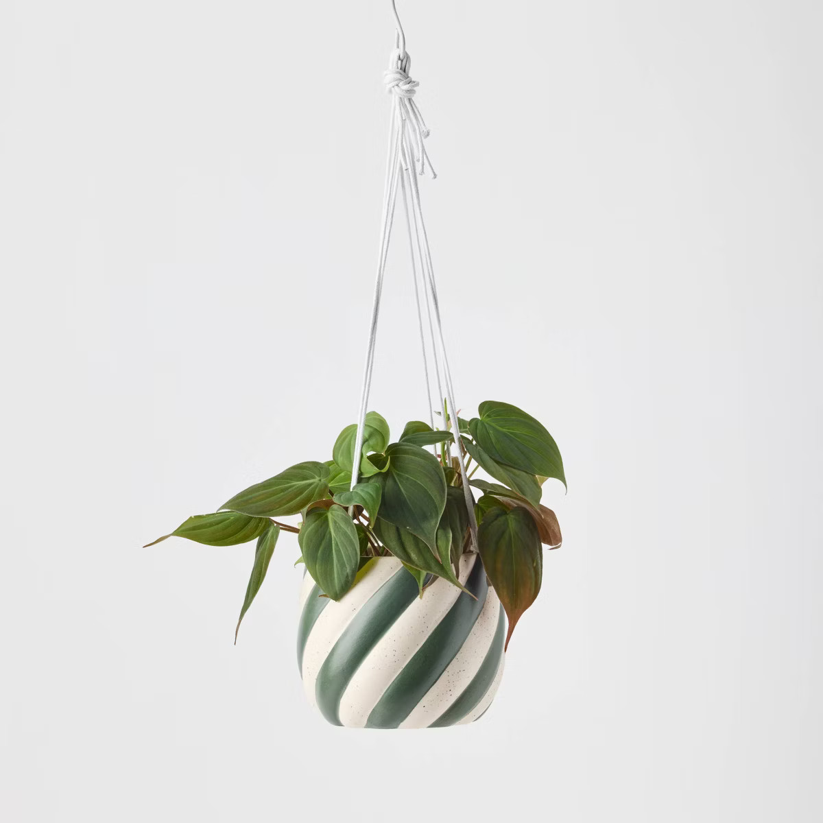 Holiday Sweet Treat Live Plant(It May Vary) - Good Little Garden™ | Target