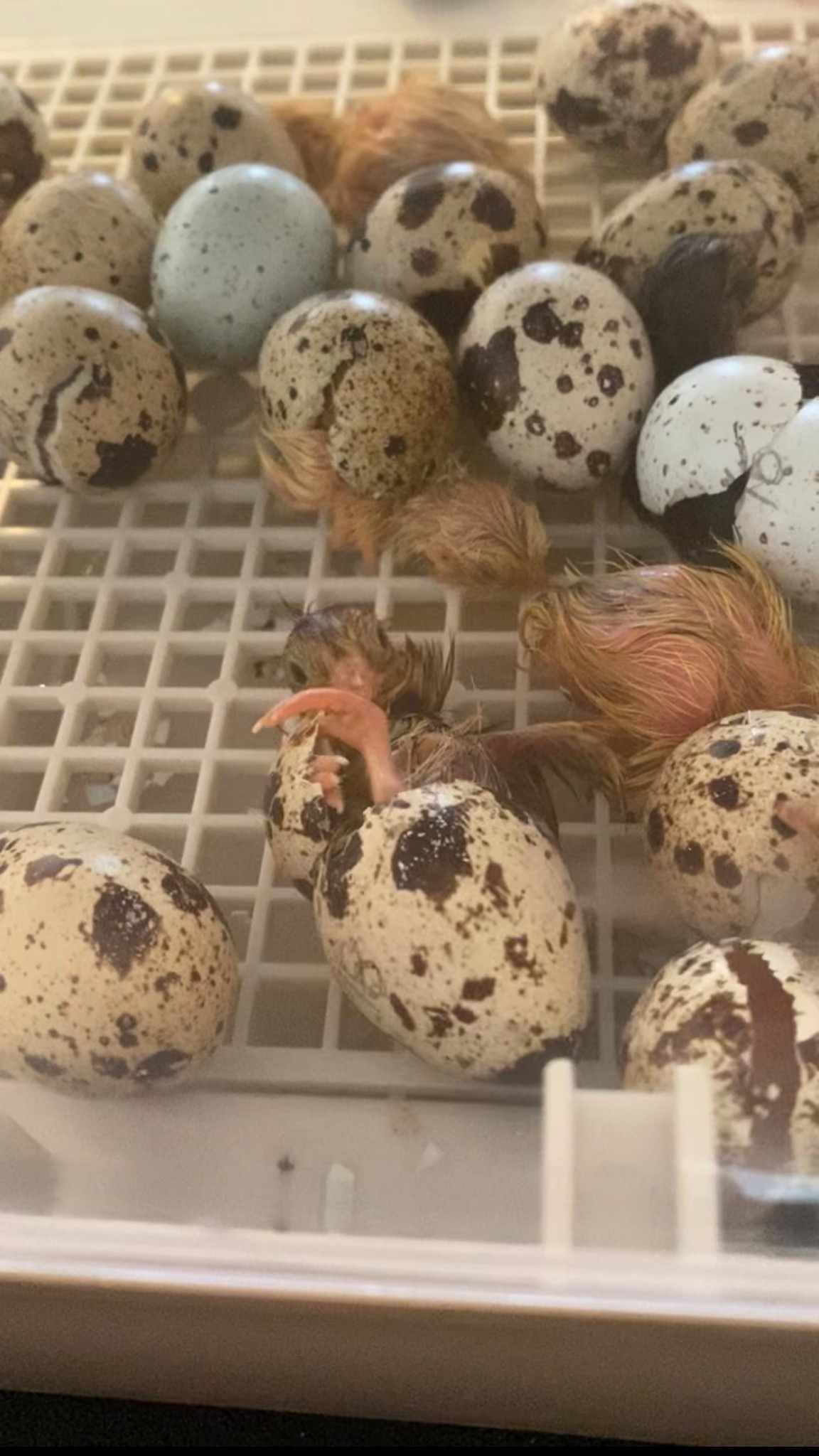 Incubator for hatching eggs, quail eggs inserts and portable brooder 🐦🥚