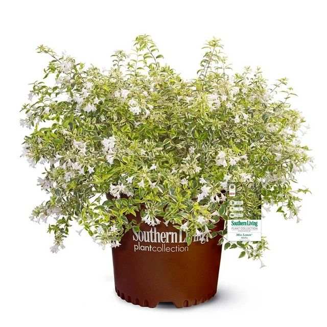 Southern Living Plant Collection Abelia Miss Lemon Live Shrub (2 Gallon) | Walmart (US)