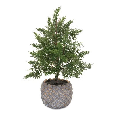 Potted Pine Tree, Size Options | The Nested Fig