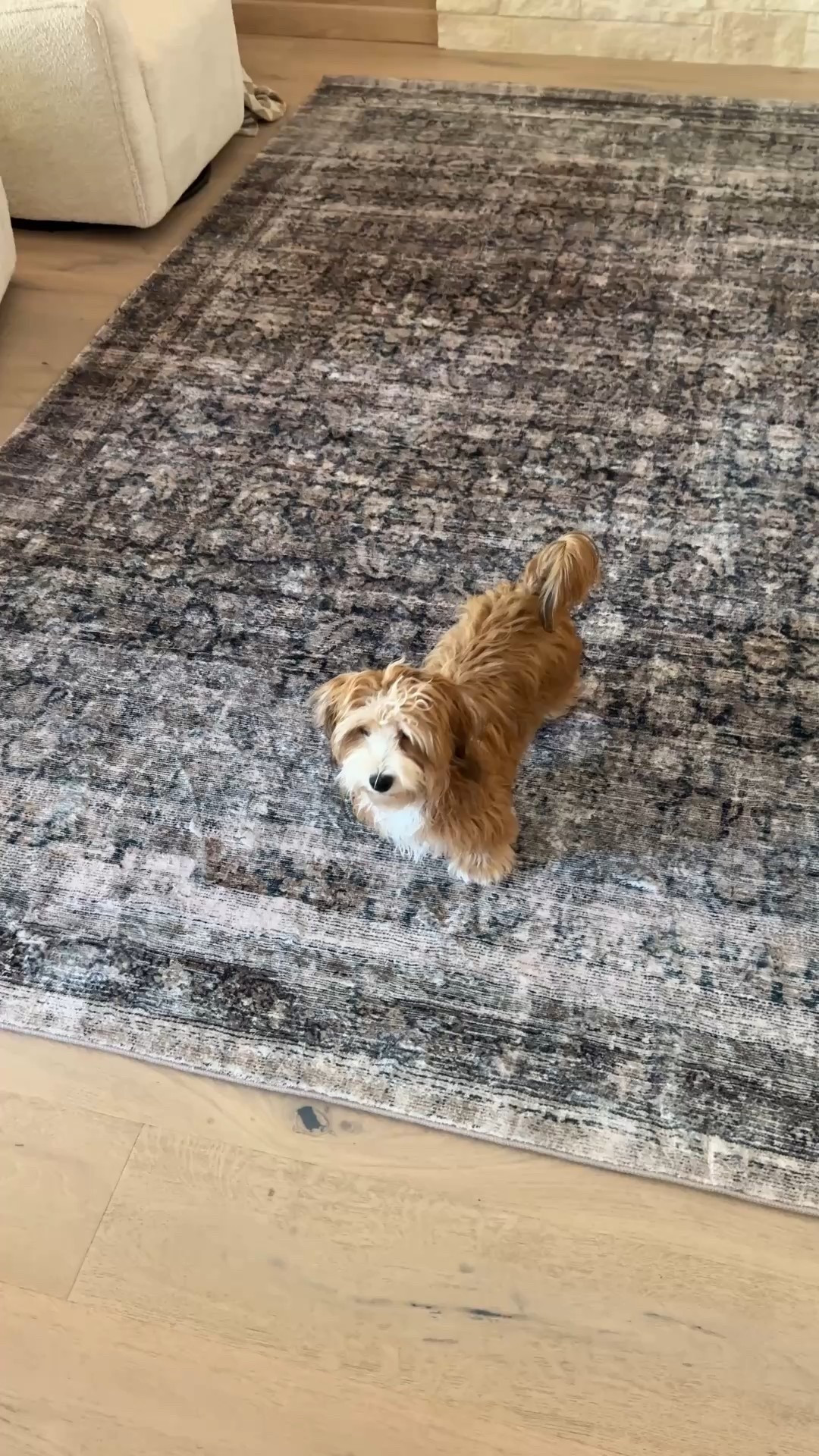 Love my pup and this new rug! Soft as a cloud and looks vintage. These chairs are also my favorite find in the last year. They swivel and look exactly like the Designer ones for a quarter of the cost. I got the Chanel beige color.

Amber interiors Loloi Wayfair marble, coffee table, and flowers

#LTKHome #LTKFindsUnder100 #LTKFindsUnder50