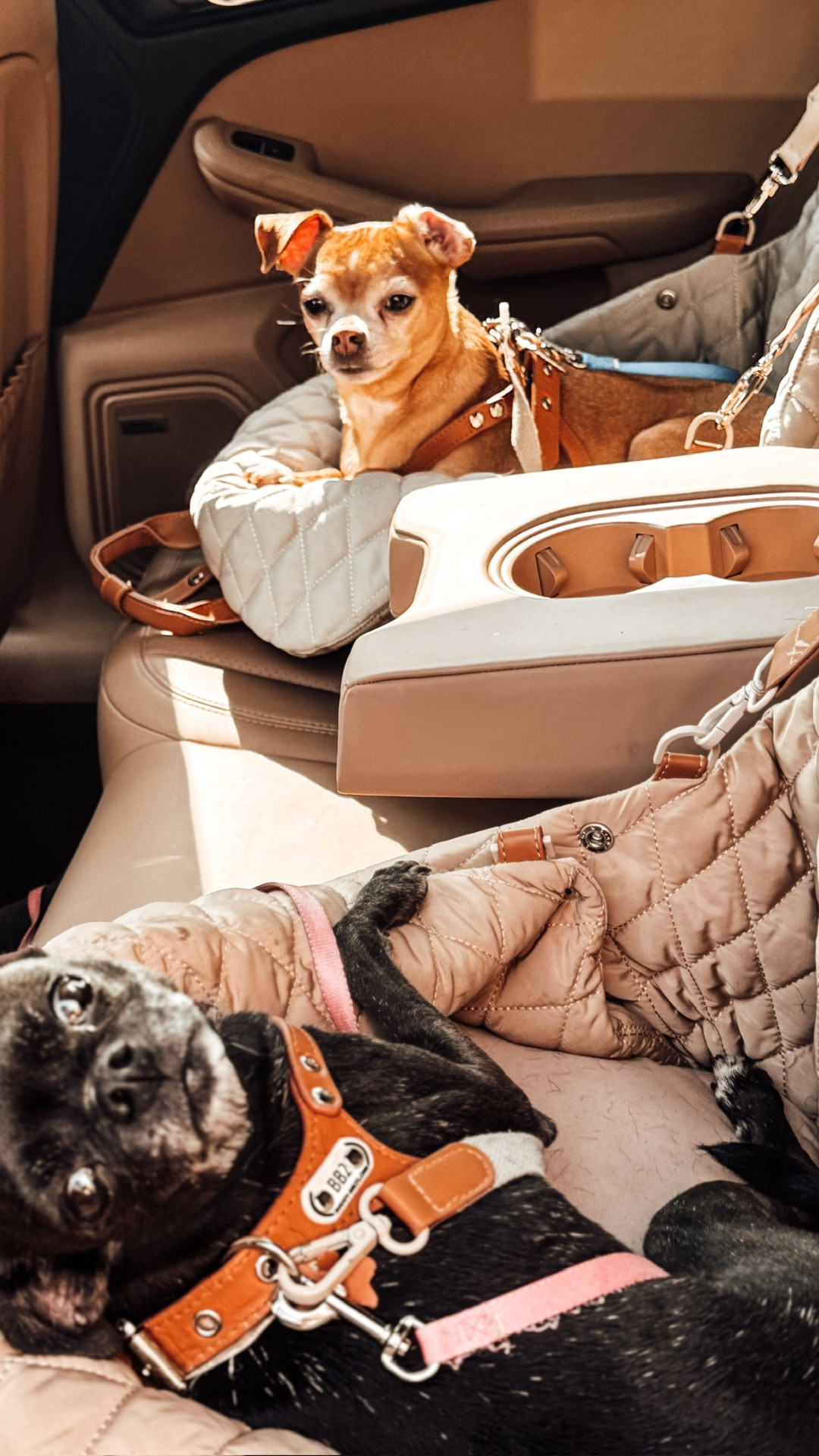 Dog Car Seat Bags

Scroll to shop. I’m so glad you’re here. #LTKPet

#LTKmomlife #LTKdayinmylife