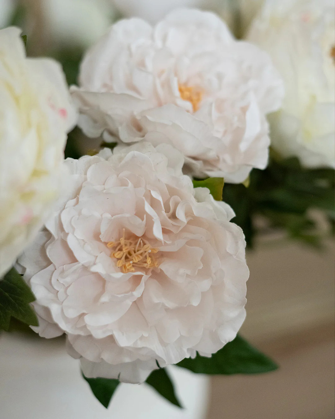 Spring Peony | Elements by Remedy