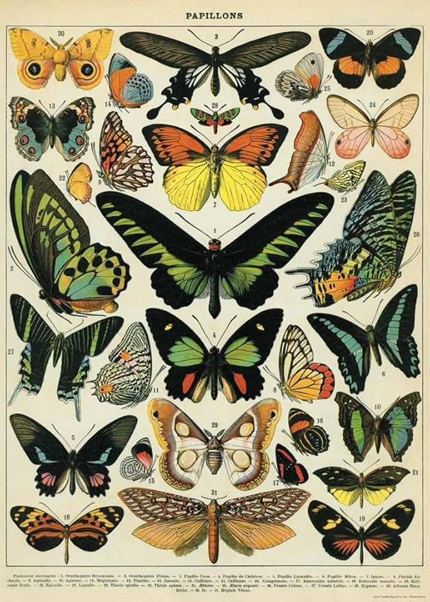 Decorative Wrap 20X28 Butterflies | Amazon (US)