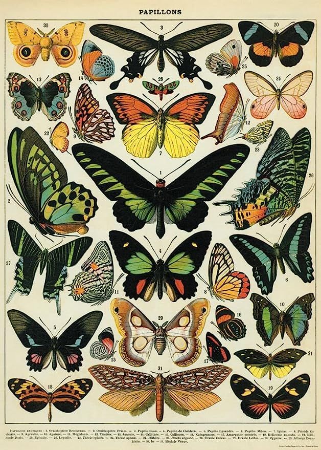 Decorative Wrap 20X28 Butterflies | Amazon (US)