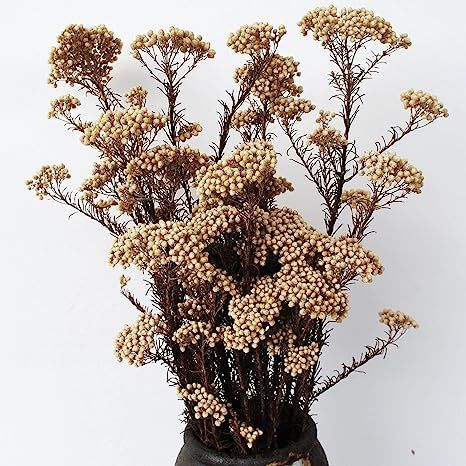 Amazon.com: Caiyun Manor Natural Millet Flowers Dried Bouquet for Home and Wedding Decoration (Na... | Amazon (US)