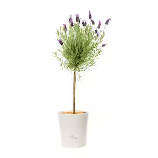 METROLINA GREENHOUSES 2.5 Qt. Lavender Tree Perennial Plant (1-Pack) 4563 - The Home Depot | The Home Depot