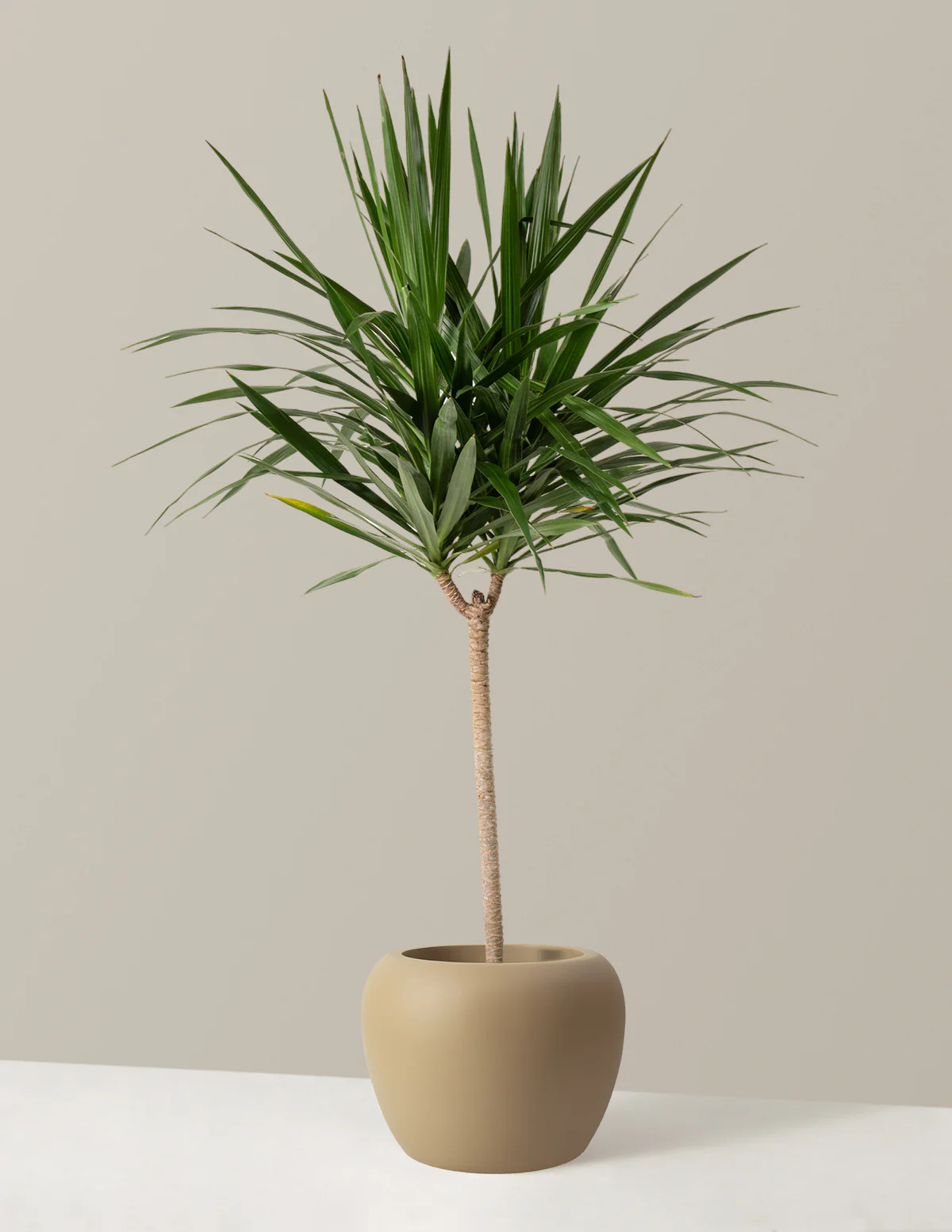 Large Dracaena Tarzan | The Sill