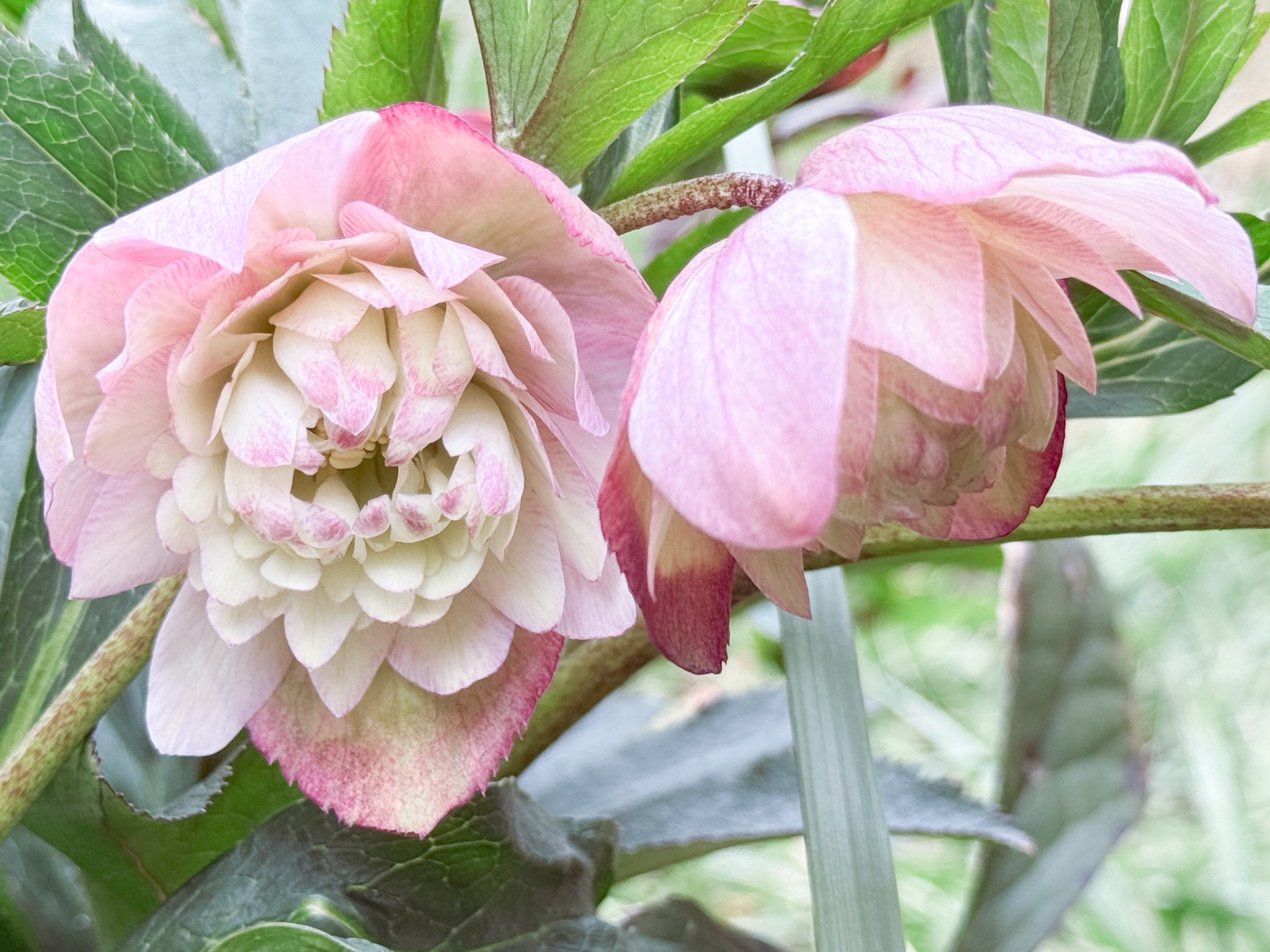 Love the pastel vibes of this Flower Girl Lenten rose! 

#LTKHome #LTKspring #LTKspringtrends