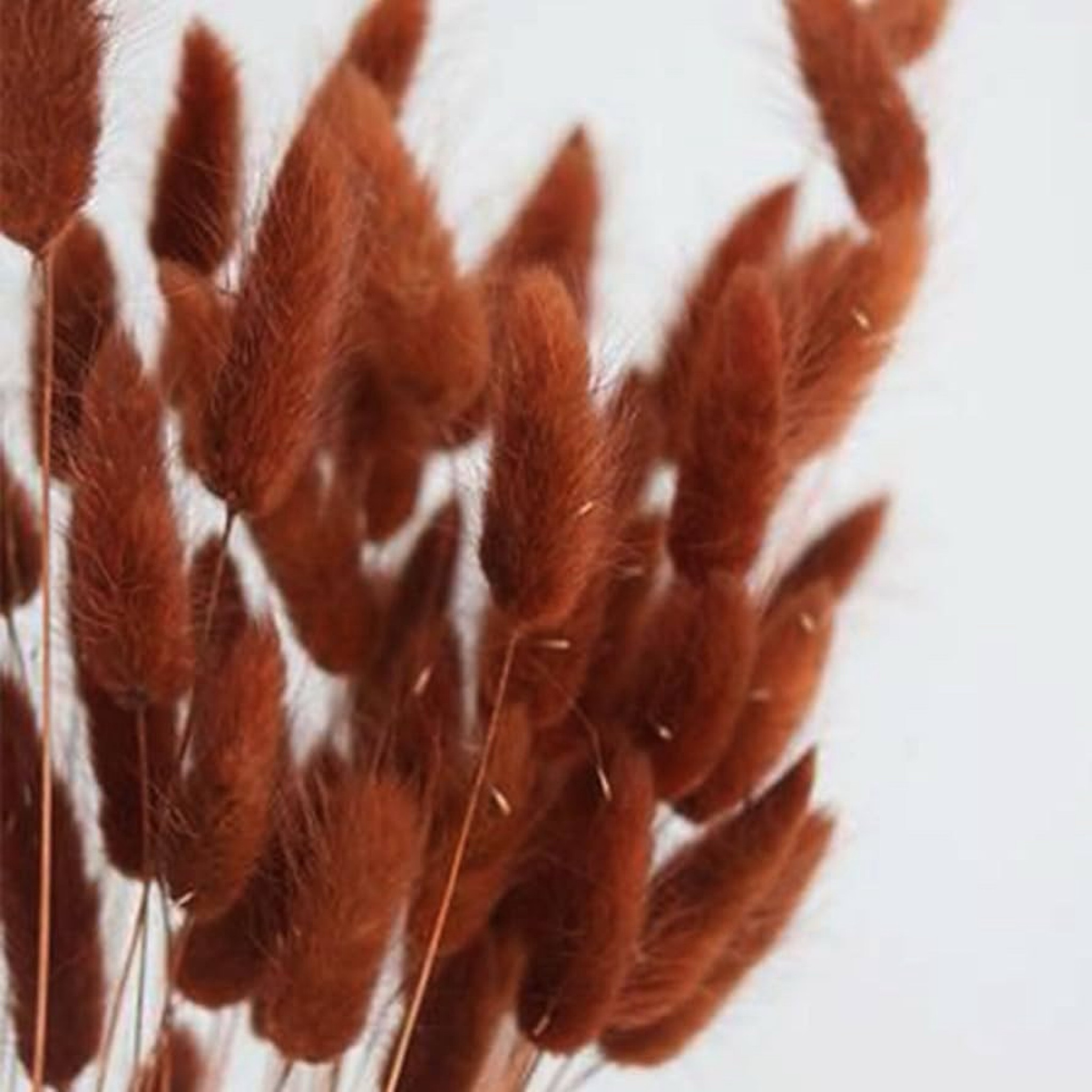 Bunny Tails Dried Flowers 100pcs Dried Pampass Grass Decor Bunny Tail Floral Stems 17 Inch Dried Flowers for Boho Decor Home Wedding Decoration Plants (Burnt Orange)

#LTKSeasonal #LTKWedding #LTKHome