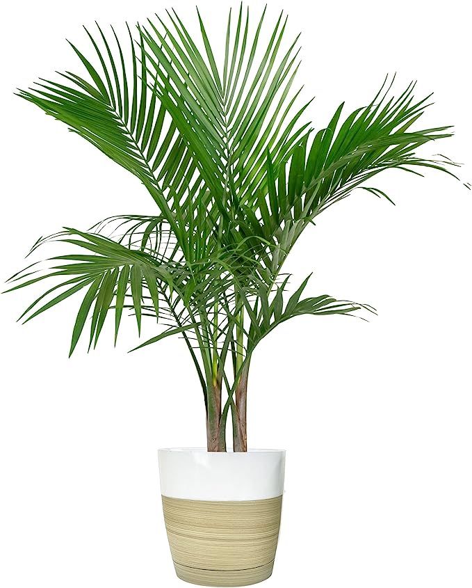 Costa Farms Majesty Palm Tree, Live Indoor Plant, 3 to 4-Feet Tall, Ships with Décor Planter, Fr... | Amazon (US)