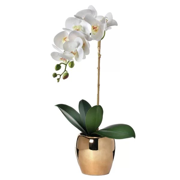 Phalaenopsis Orchids Stem in Pot | Wayfair North America