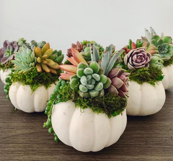 Succulent Pumpkin Centerpiece - Faux Pumpkin - Succulent Fall Decor | Etsy (US)