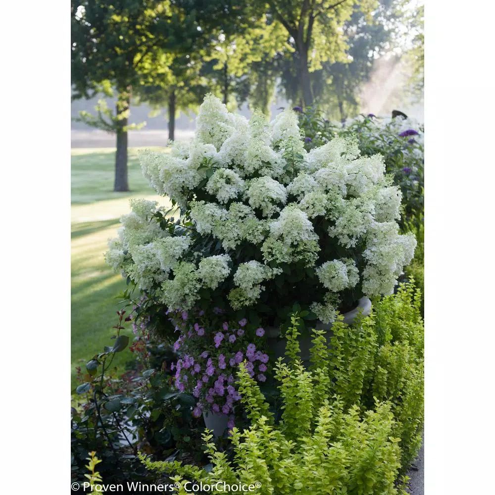 PROVEN WINNERS 1 Gal. Bobo Hardy Hydrangea (Paniculata) Live Shrub, White to Pink Flowers-HYDPRC1... | The Home Depot