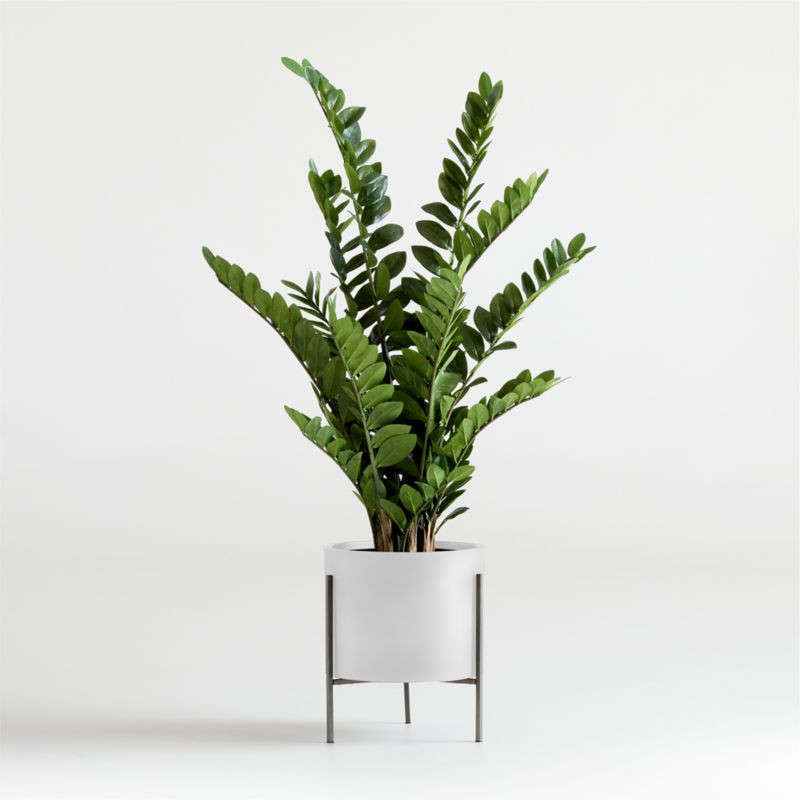 Artifical Potted ZZ Plant + Reviews | Crate and Barrel | Crate & Barrel
