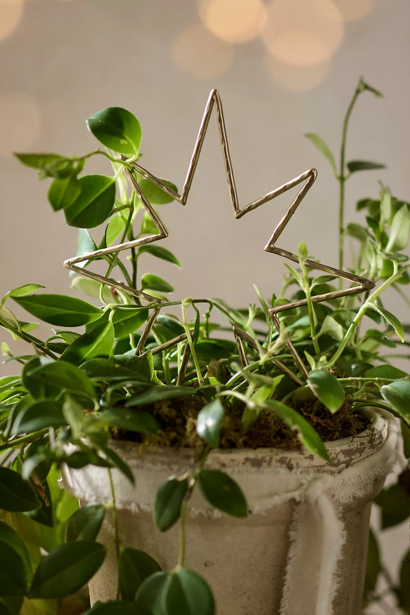 Brass Star Plant Support | Anthropologie (US)