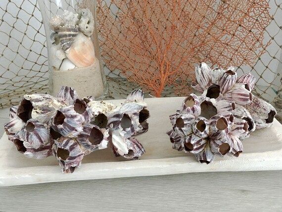 Seashell | Purple Barnacle Cluster Shell [1 PC] | Beach Decor | Coastal Decor | Wedding Table Dec... | Etsy (US)